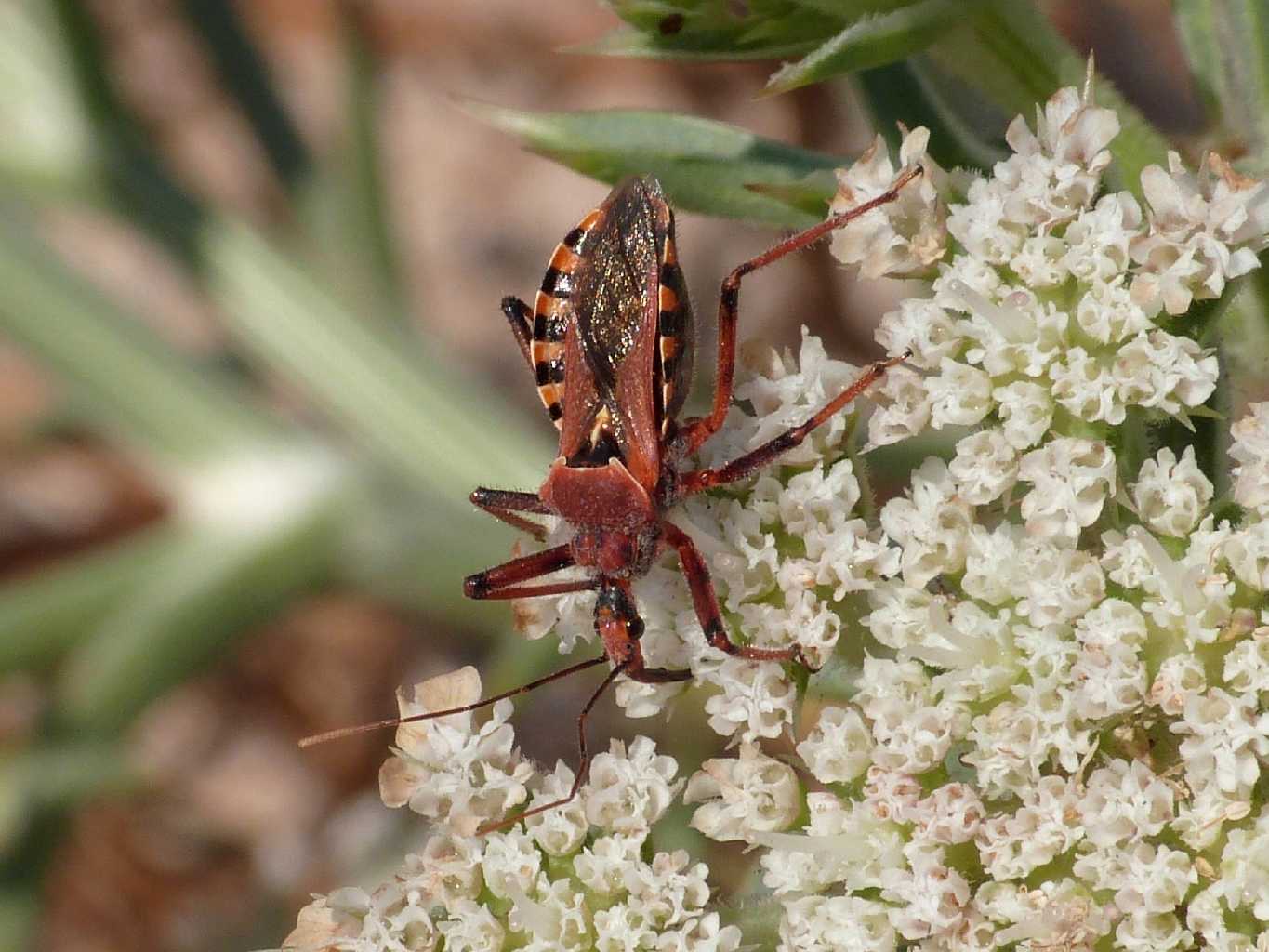Rhinocoris erythropus che succhia il nettare